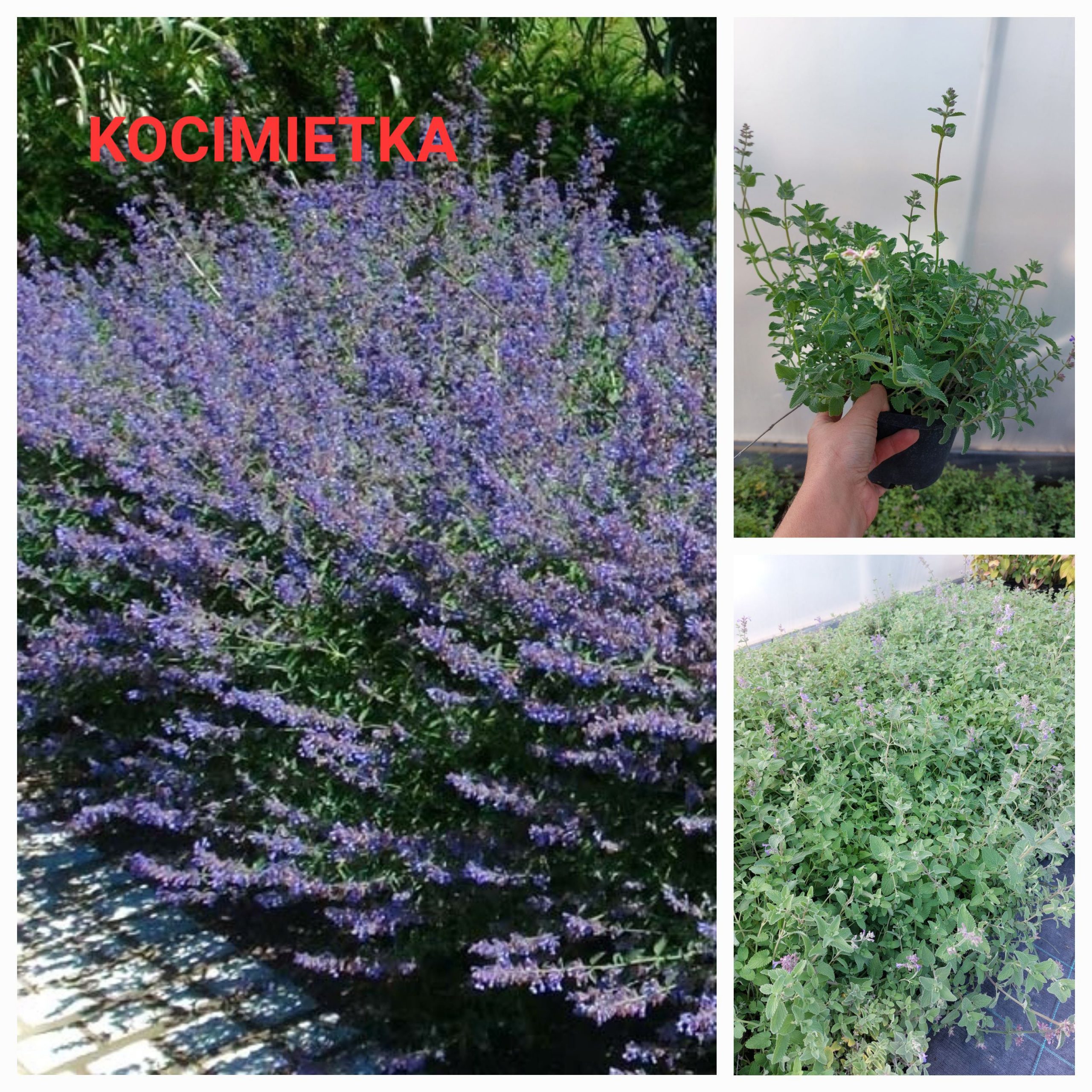 Kocimiętka groniasta | Napeta racemosa