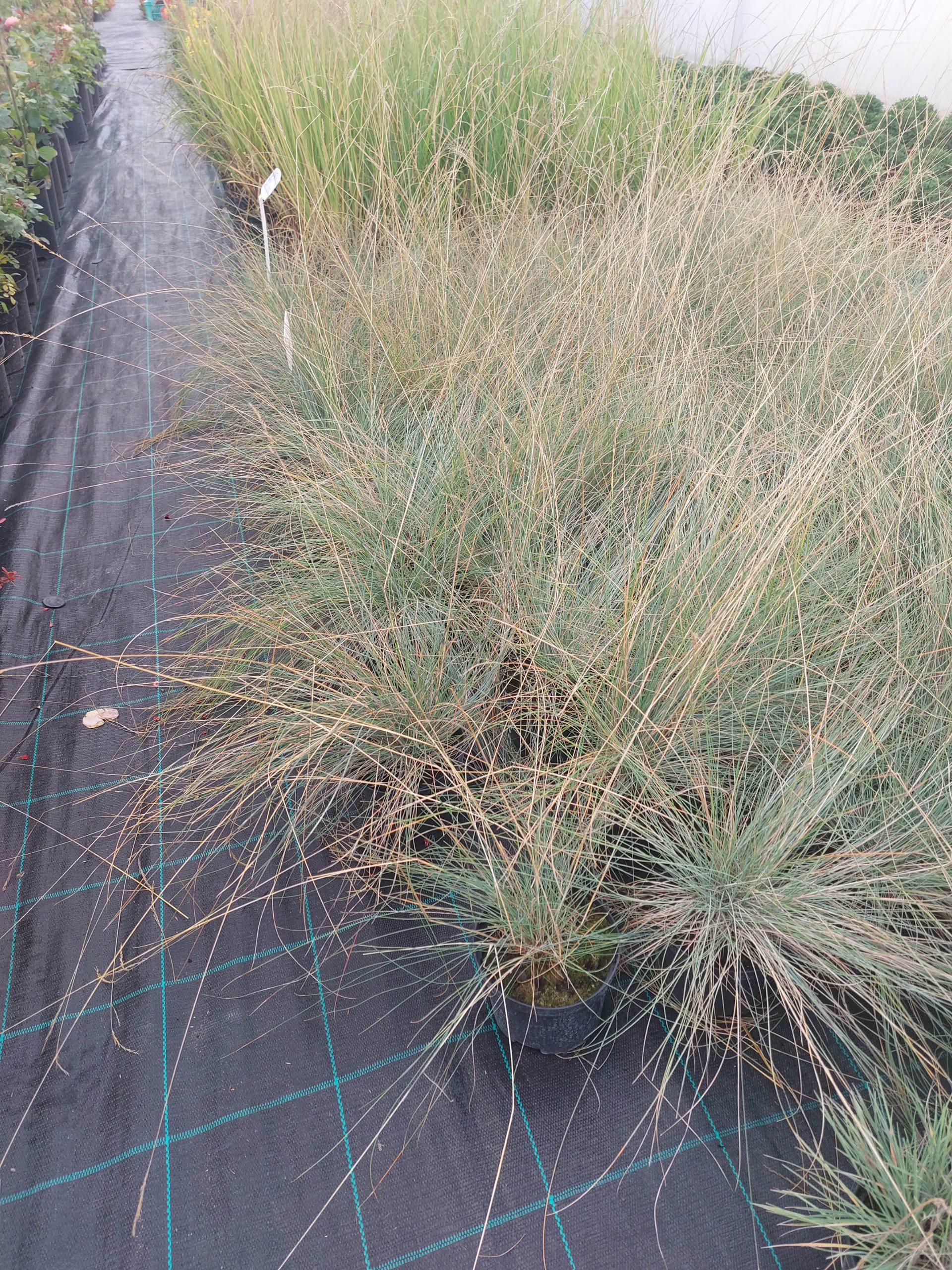 Kostrzewa popielata | Festuca glauca „Blue Select”