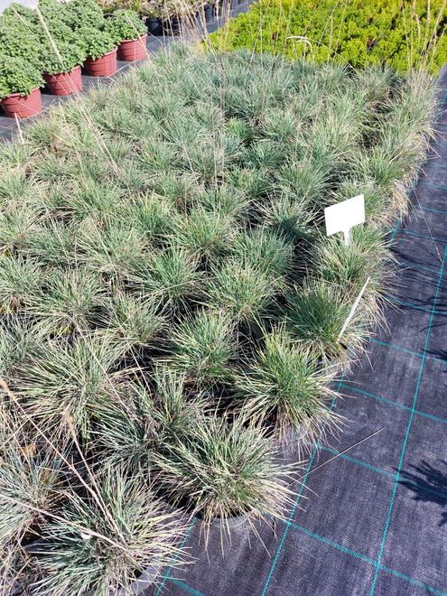Strzęplica sina | Kolearia glauca „Colio”