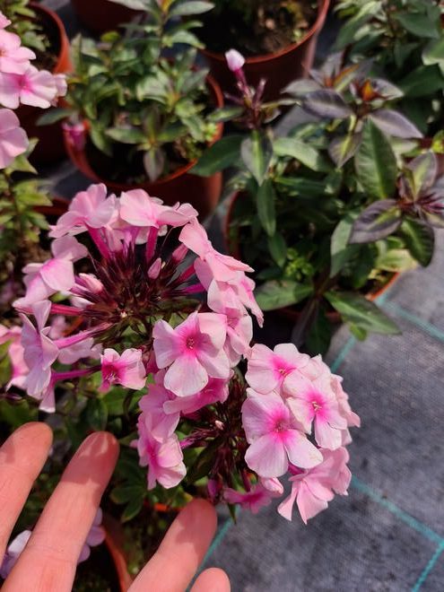 Floks Wiechowaty | Phlox paniculata