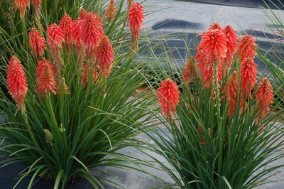 Trytoma Poco Red Kniphofia x hybrida
