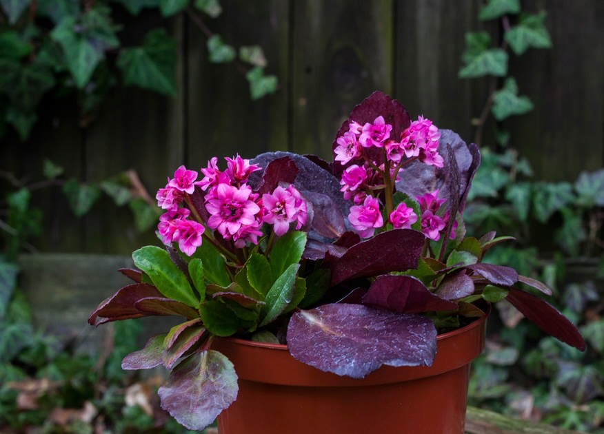 Bergenia sercolistna | Bergenia cordifolia Flirt