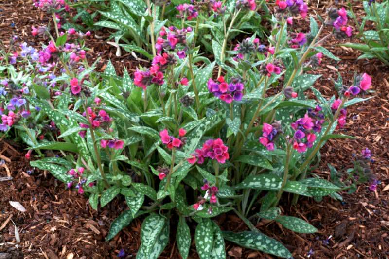 Miodunka | Pulmonaria Raspberry Splasch