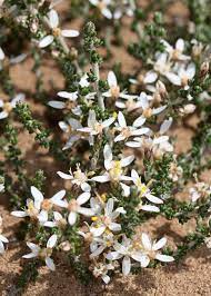 Stokrotka alpejska | Olearia algida Mark