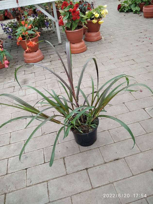 Rozplenica słoniowa „Vertigo” | Pennisetum purpureum Vertigo