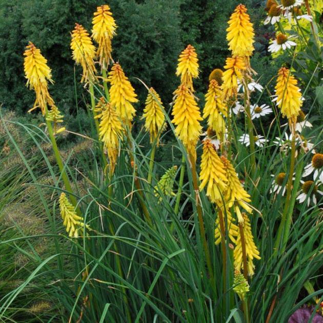 Trytoma Banana Kniphofia Banana