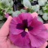 Viola-wittrockiana-rozowy-z-plamka-3r-2-Rosliny-Ozdobne-Car-Zamosc-Jatutow-Lubelskie