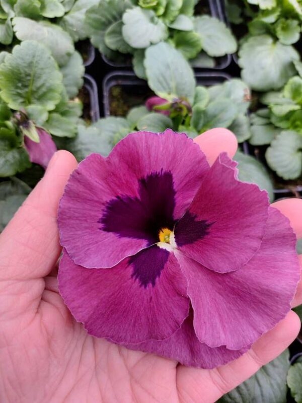 Różowy z plamką 3r