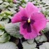 Viola-wittrockiana-rozowy-z-plamka-3r-2-Rosliny-Ozdobne-Car-Zamosc-Jatutow-Lubelskie