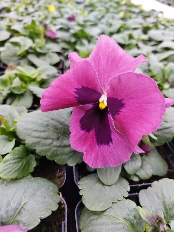 Różowy z plamką 3r