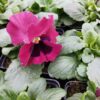 Viola-wittrockiana-rozowy-z-plamka-3r-2-Rosliny-Ozdobne-Car-Zamosc-Jatutow-Lubelskie