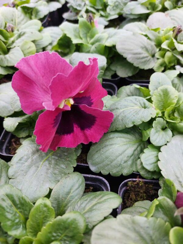 Różowy z plamką 3r