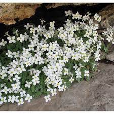 Gęsiówka kaukaska | Arabis caucasica