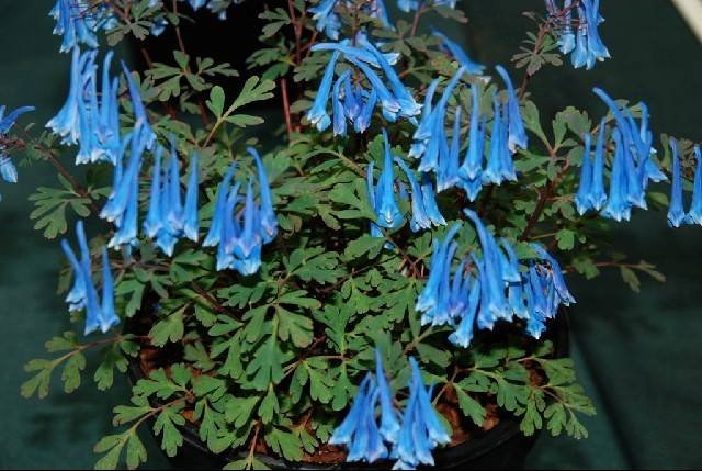 Kokorycz „Blue Heron” | Corydalis curviflora Blue Heron
