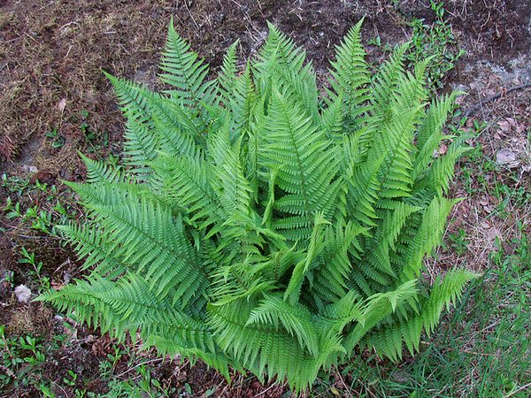Narecznica samcza | Dryopteris filix mas