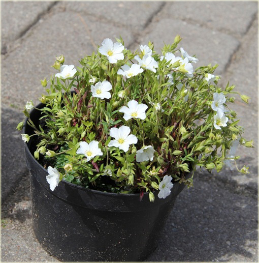 Piaskowiec górski | Arenaria montana