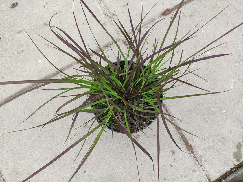 Rozplenica obca „Rubrum” | Pennisetum Advena Rubrum