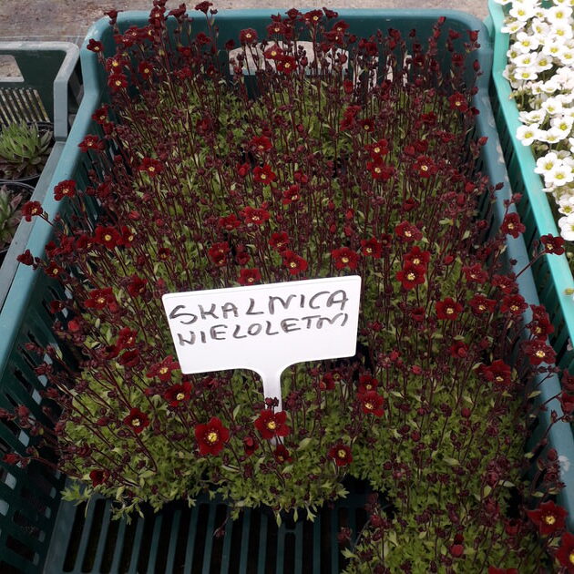 Skalnica Alpino Red | Saxifraga x arendsii