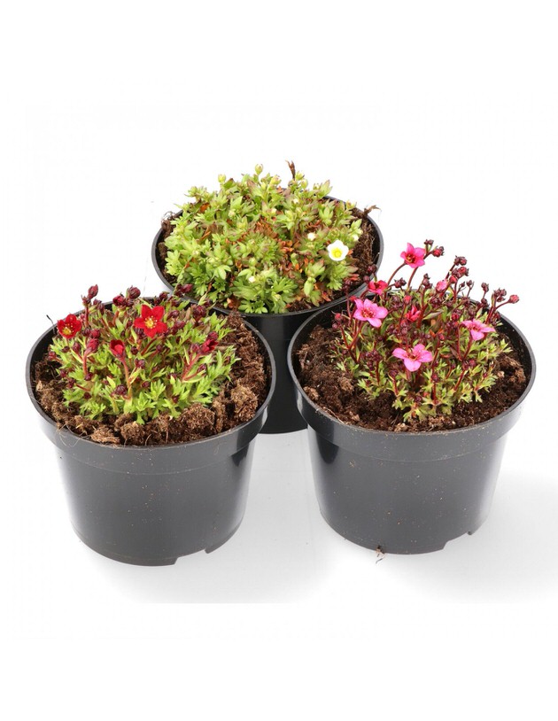 Skalnica Alpino Carnival | Saxifraga x arendsii
