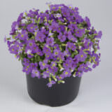 Żagwin ogrodowy | Glacier Blue | Aubrieta hybrida
