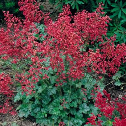 Żurawka krwista | Heuchera sanguinea