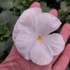 Viola-wittrockiana-bialy-3r-1-Rosliny-Ozdobne-Car-Zamosc-Jatutow-Lubelskie