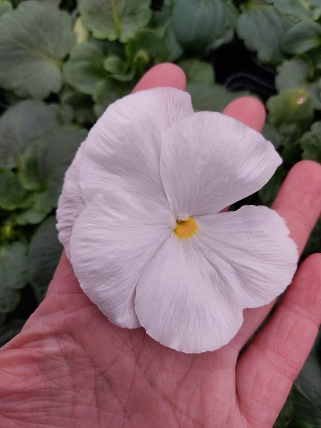 Viola-wittrockiana-bialy-3r-1-Rosliny-Ozdobne-Car-Zamosc-Jatutow-Lubelskie