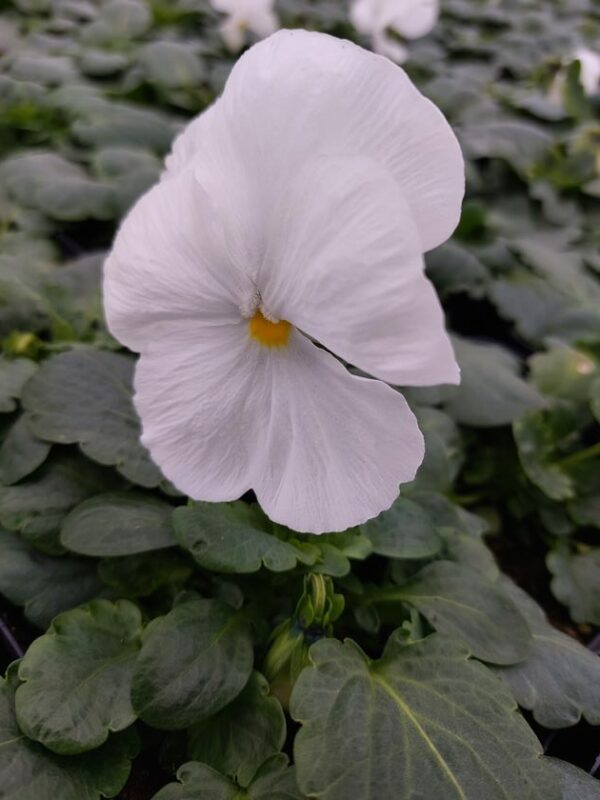 Viola-wittrockiana-bialy-3r-1-Rosliny-Ozdobne-Car-Zamosc-Jatutow-Lubelskie