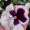 Viola wittrockiana biały z fioletowa plamką 3r-Rosliny-Ozdobne-Car-Zamosc-Jatutow-Lubelskie