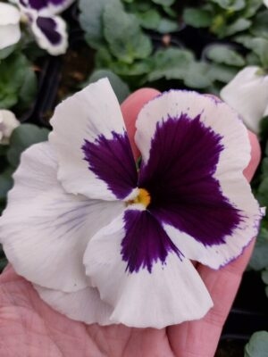 Biały z fioletowa plamką 3r