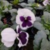 Viola wittrockiana biały z fioletowa plamką 3r-Rosliny-Ozdobne-Car-Zamosc-Jatutow-Lubelskie