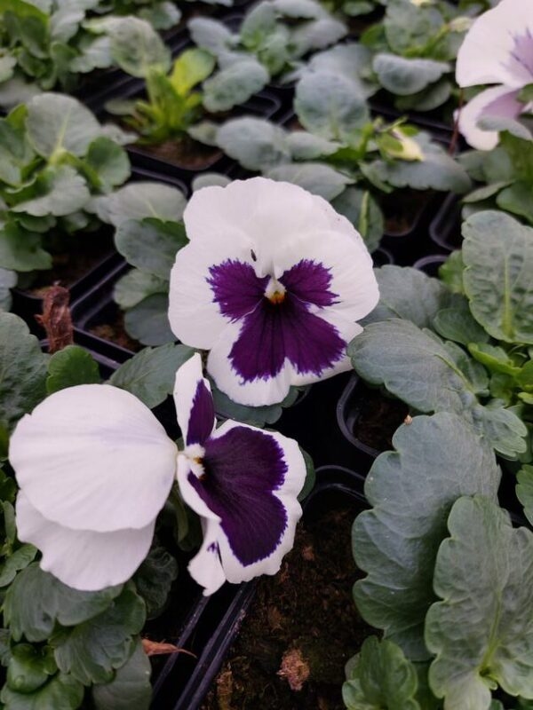 Biały z fioletowa plamką 3r