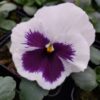 Viola wittrockiana biały z fioletowa plamką 3r-Rosliny-Ozdobne-Car-Zamosc-Jatutow-Lubelskie