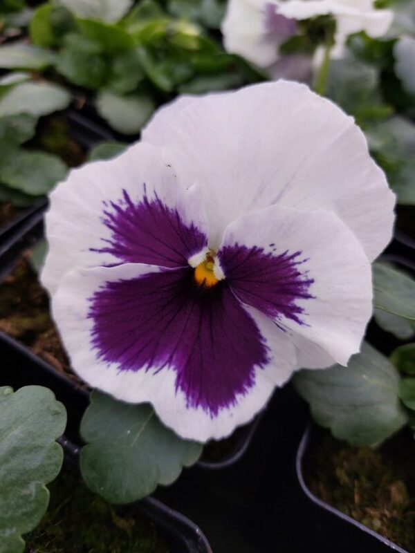 Biały z fioletowa plamką 3r