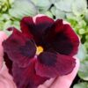Viola wittrockiana bordo z plamką 4r 1 Rosliny Ozdobne Car Zamosc Jatutow Lubelskie