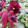 Viola wittrockiana bordo z plamką 4r 1 Rosliny Ozdobne Car Zamosc Jatutow Lubelskie