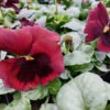 Viola wittrockiana bordo z plamką 4r 1 Rosliny Ozdobne Car Zamosc Jatutow Lubelskie