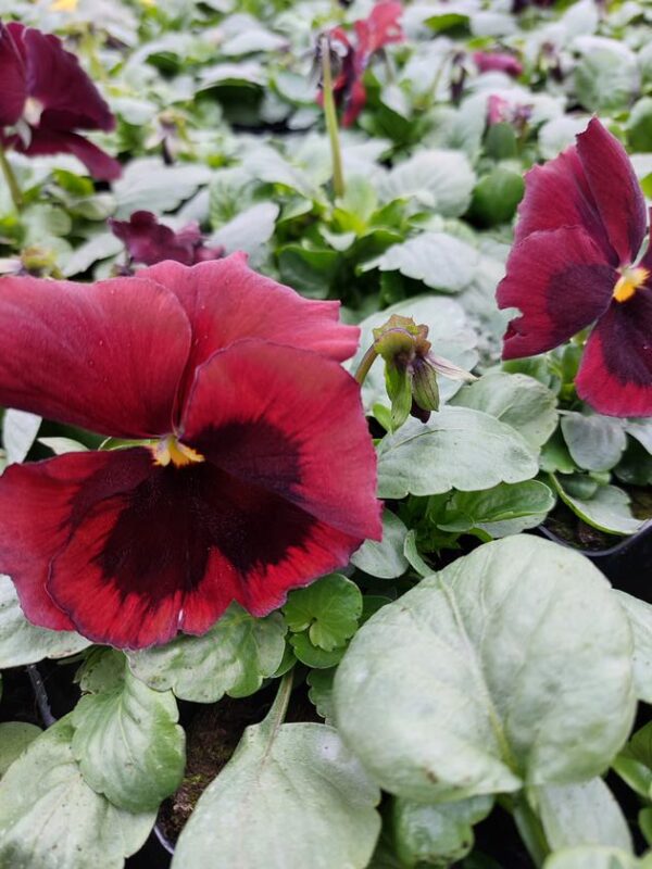 Viola wittrockiana bordo z plamką 4r 1 Rosliny Ozdobne Car Zamosc Jatutow Lubelskie