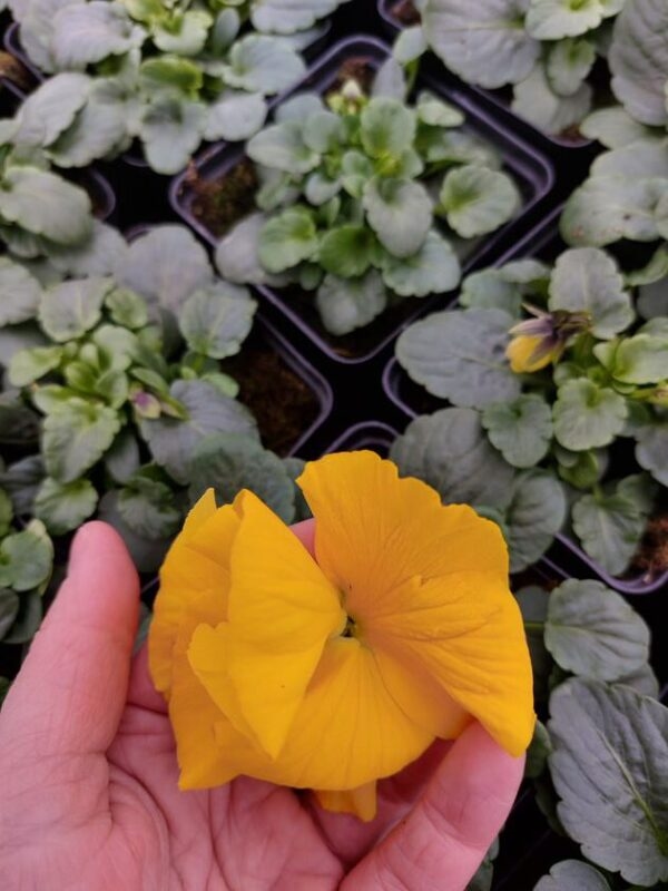 Ciemny żółty 3r