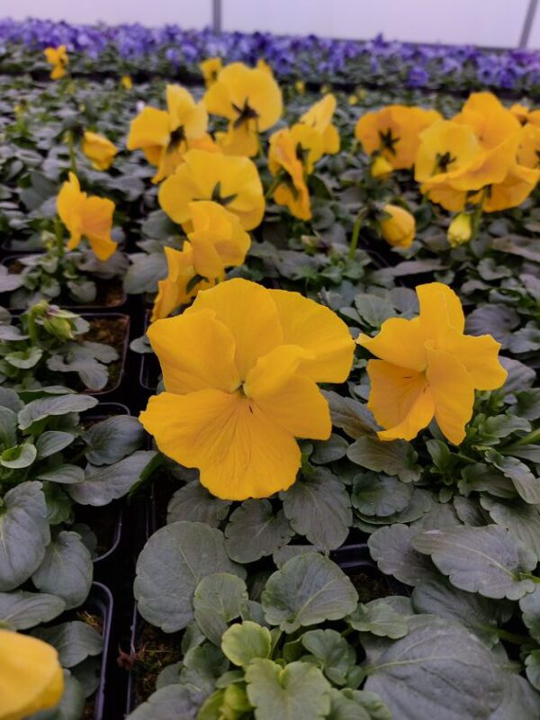 Ciemny żółty 3r