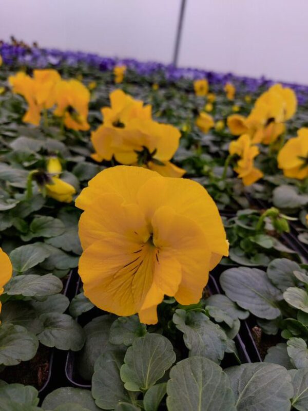 Ciemny żółty 3r