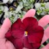 Viola wittrockiana czerwony 4r 1 Rosliny Ozdobne Car Zamosc Jatutow Lubelskie