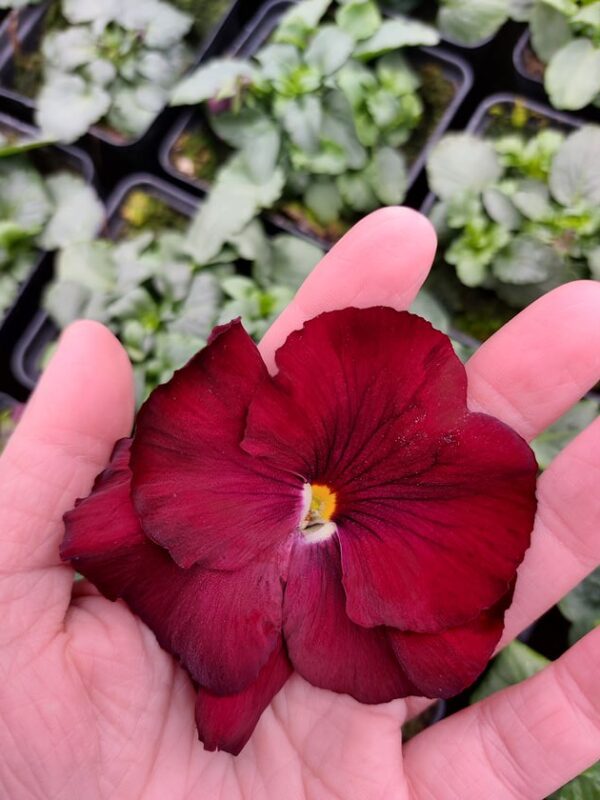 Viola wittrockiana czerwony 4r 1 Rosliny Ozdobne Car Zamosc Jatutow Lubelskie