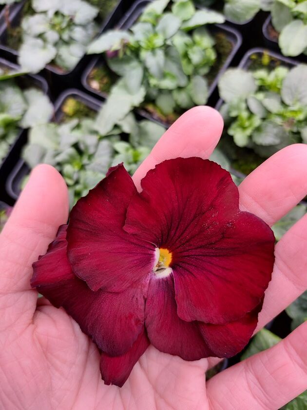 Viola wittrockiana czerwony 4r 1 Rosliny Ozdobne Car Zamosc Jatutow Lubelskie