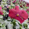 Viola wittrockiana czerwony 4r 1 Rosliny Ozdobne Car Zamosc Jatutow Lubelskie