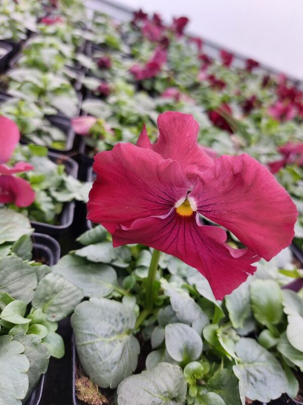 Viola wittrockiana czerwony 4r 1 Rosliny Ozdobne Car Zamosc Jatutow Lubelskie