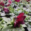 Viola wittrockiana czerwony 4r 1 Rosliny Ozdobne Car Zamosc Jatutow Lubelskie