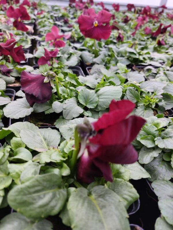 Viola wittrockiana czerwony 4r 1 Rosliny Ozdobne Car Zamosc Jatutow Lubelskie