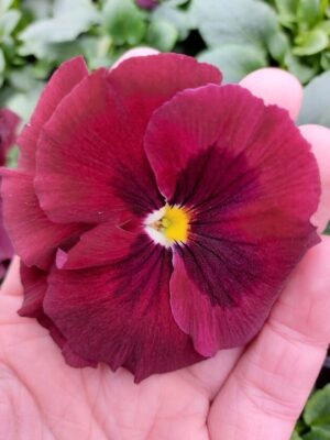 Czerwony z plamką 4r