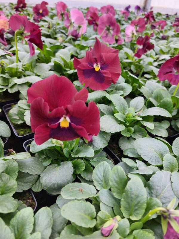 Czerwony z plamką 4r